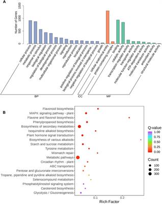 Integrated transcriptomic and metabolomic analysis reveals the molecular profiles of dynamic variation in Lilium brownii var. viridulum suffering from bulb rot